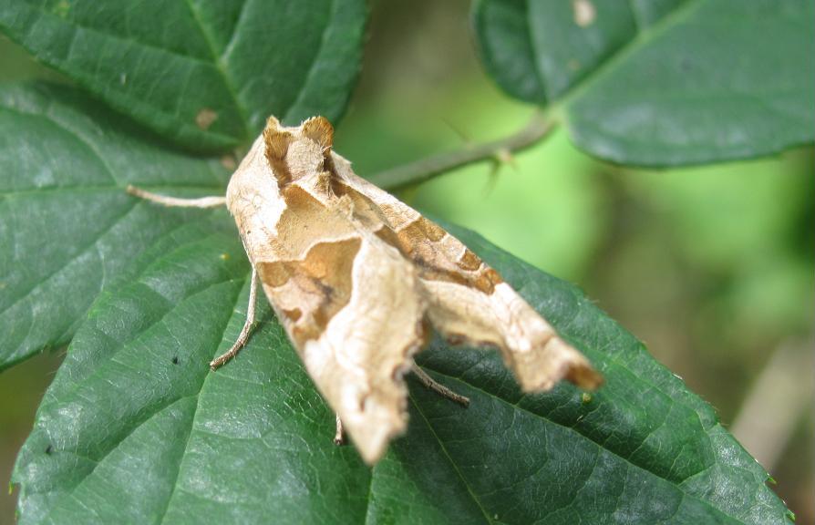 Phlogophora meticulosa?